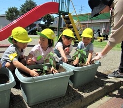 4歳児がピーマンの苗を植えているところ