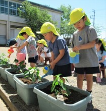 4歳児が苗に水やりをしているところ
