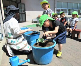 5歳児がポットから苗を出しているところ
