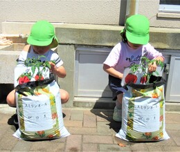 野菜の名札を立てているところ