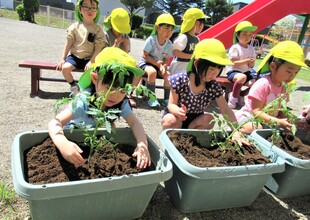 4歳児がトマトの苗を植えているところ