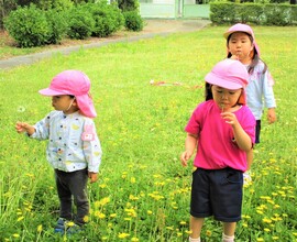 3歳児がタンポポの綿毛を吹いているところ
