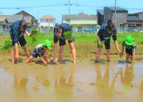 苗を植えているところ