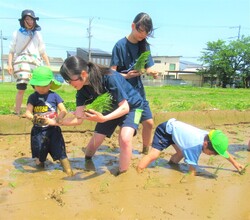 苗を植えているところ