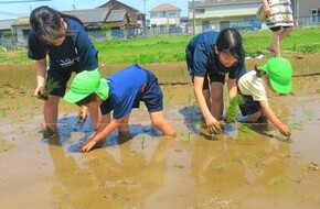 苗を植えているところ