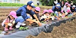 3歳児が苗を植え方を聞いているところ