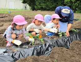 3歳児が苗を植えているところ
