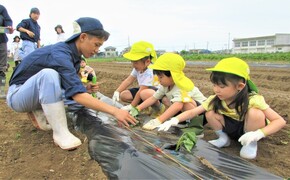 4歳児が苗を植えているところ