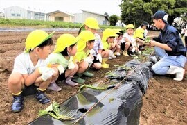 4歳児が植え方を聞いているところ