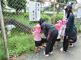 3歳児が金魚を探しているところ