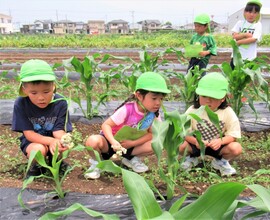 5歳児がトウモロコシ畑で観察をしているところ