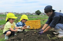 4歳児がじゃがいもを掘っているところ