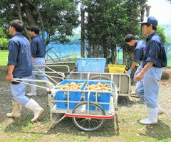 高校生が収穫したジャガイモを運んでいるところ