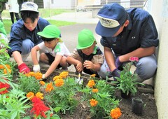 苗を植えているところ