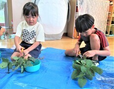 収穫した枝豆を切っているところ