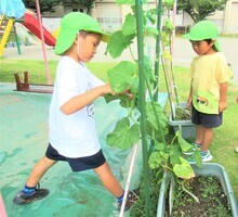 5歳児がきゅうりの収穫をしていることろ