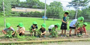 5歳児が枝豆の収穫をしているところ