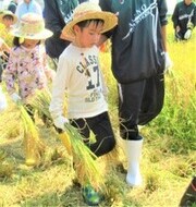 高校生が刈った稲を運んでいるところ