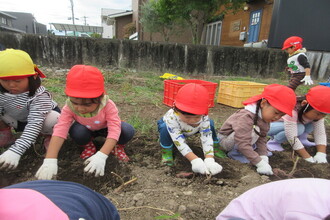 いもほりをする年少児
