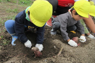 いもほりをする年少児