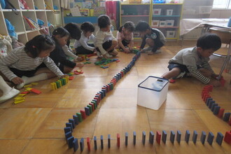 ドミノ倒しをする年中児