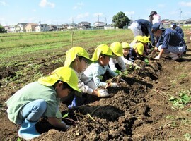 年中組がいもを掘っているところ