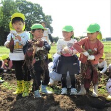 5歳児が掘ったいもを持って記念撮影