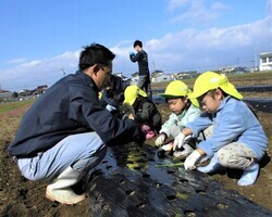 4歳児が玉ねぎの苗を植えているところ