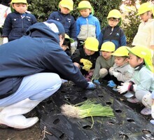 4歳児が玉ねぎの苗の植え方を教えてもらっているところ