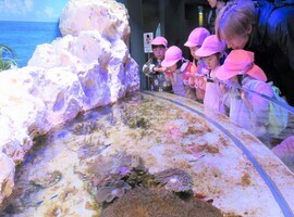 3歳児が水槽をのぞき込んでいるところ