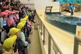 アシカがフープをくぐるのを見ているところ