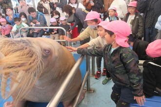 セイウチを触る年長児