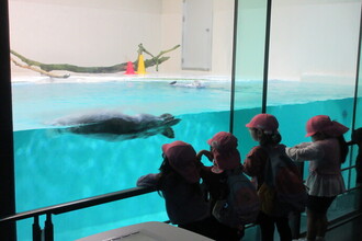 ラッコを見る年長児