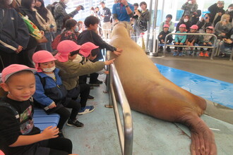 ショーを見る年長児