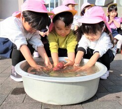 3歳児がさつまいもを洗っているところ