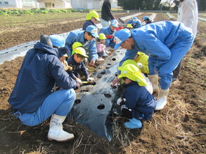 じゃがいもの植え方を教えてもい植えているところ