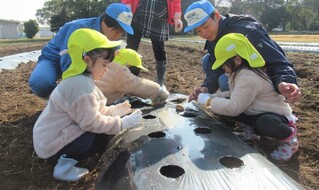 楽しんで植えているところ