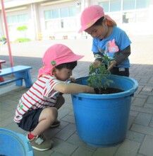 苗を子どもったいが植えいるところ