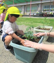 4歳児が苗を植えているところ
