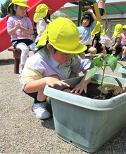 苗を植えているところ