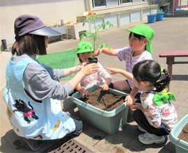苗を植えているところ