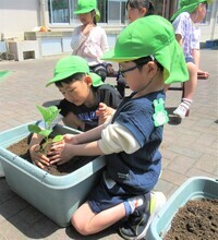 友達と一緒に苗を植えているところ