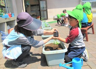 先生と一緒に苗を植えているところ