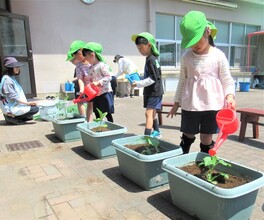 水やりをしているところ