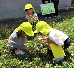 4歳児が草花を見つけているところ