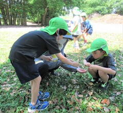 5歳児が草花の観察をしているところ