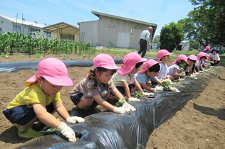 3歳児がつる挿しをしているところ