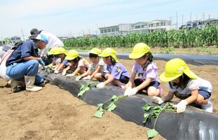 4歳児がつる挿しをしているところ