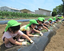 5歳児がつる挿しをしているところ