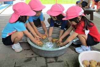 3歳児がじゃがいもを洗っているところ